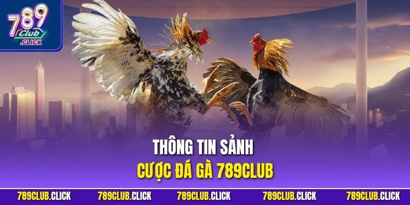 Thông tin sảnh cược đá gà 789CLUB